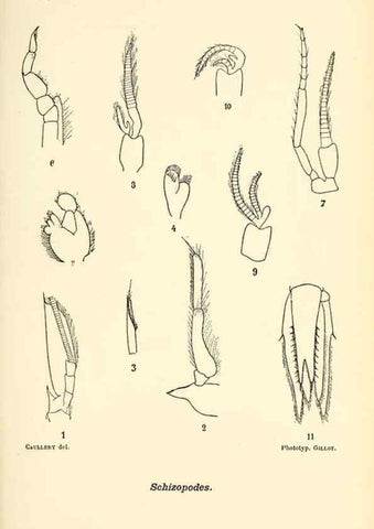 Reproducción/Reproduction 9464731615: Résultats scientifiques de la campagne du ""Caudan"" dans le Golfe de Gascogne, août-septembre 1895 /. Paris :Masson,1896.