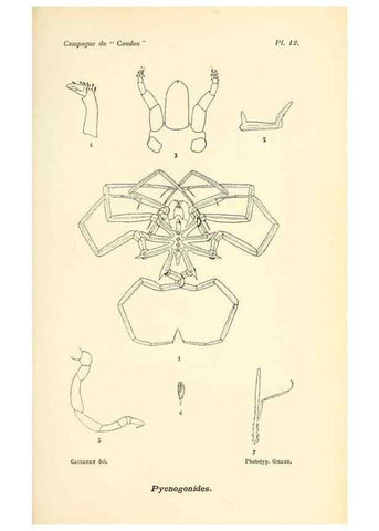 Reproducción/Reproduction 9467510682: Résultats scientifiques de la campagne du ""Caudan"" dans le Golfe de Gascogne, août-septembre 1895 /. Paris :Masson,1896.