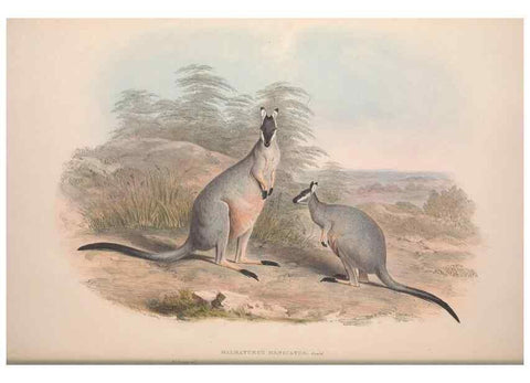 Reproducción/Reproduction 9398413123: [A monograph of the Macropodidæ, or family of kangaroos].. London :The Author,1841-1842