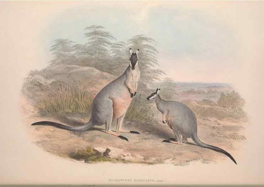 Reproducción/Reproduction 9398413123: [A monograph of the Macropodidæ, or family of kangaroos].. London :The Author,1841-1842