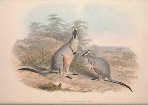 Reproducción/Reproduction 9398413123: [A monograph of the Macropodidæ, or family of kangaroos].. London :The Author,1841-1842