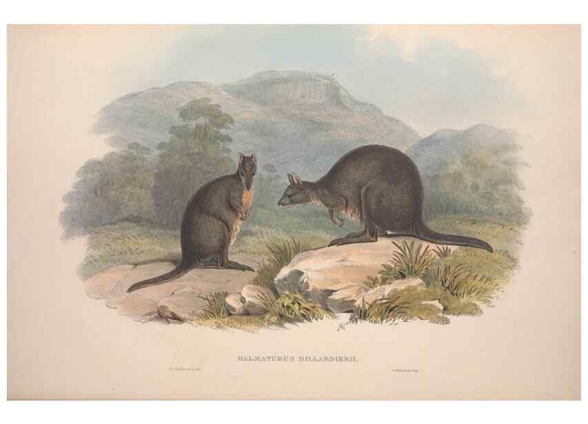 Reproducción/Reproduction 9398414289: [A monograph of the Macropodidæ, or family of kangaroos].. London :The Author,1841-1842