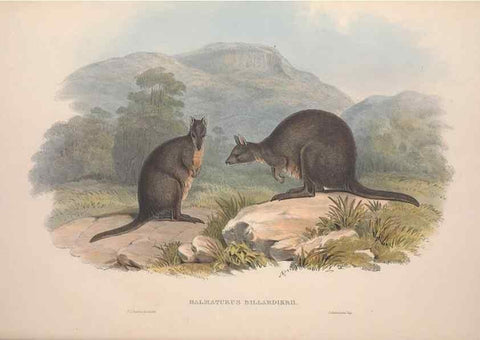 Reproducción/Reproduction 9398414289: [A monograph of the Macropodidæ, or family of kangaroos].. London :The Author,1841-1842