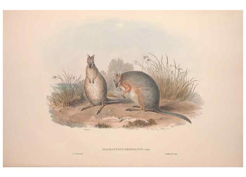 Reproducción/Reproduction 9398415351: [A monograph of the Macropodidæ, or family of kangaroos].. London :The Author,1841-1842