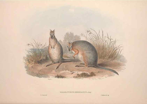 Reproducción/Reproduction 9398415351: [A monograph of the Macropodidæ, or family of kangaroos].. London :The Author,1841-1842
