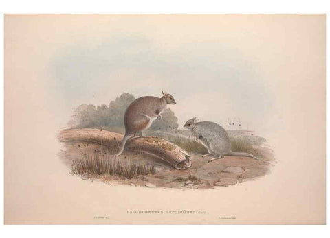 Reproducción/Reproduction 9401181512: [A monograph of the Macropodidæ, or family of kangaroos].. London :The Author,1841-1842
