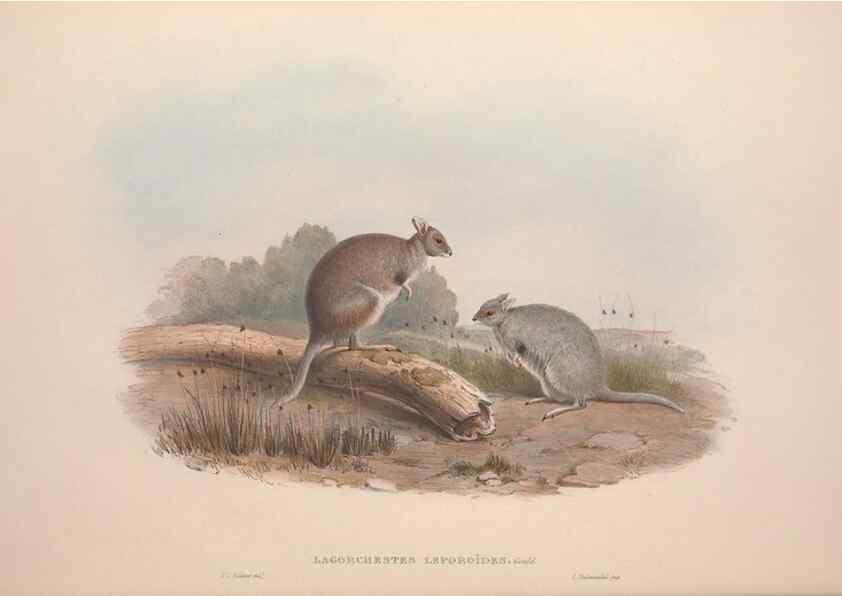 Reproducción/Reproduction 9401181512: [A monograph of the Macropodidæ, or family of kangaroos].. London :The Author,1841-1842