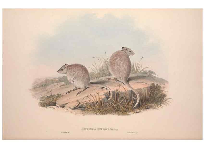 Reproducción/Reproduction 9398417569: [A monograph of the Macropodidæ, or family of kangaroos].. London :The Author,1841-1842