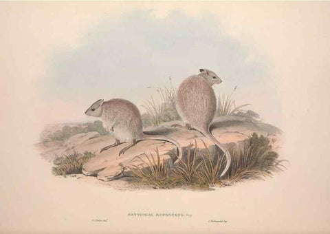 Reproducción/Reproduction 9398417569: [A monograph of the Macropodidæ, or family of kangaroos].. London :The Author,1841-1842