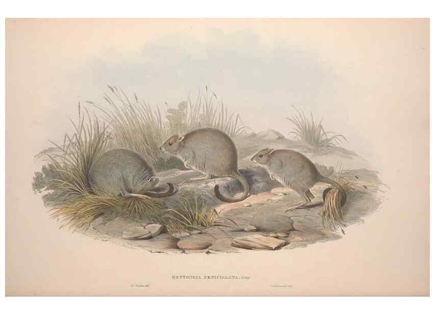 Reproducción/Reproduction 9398418767: [A monograph of the Macropodidæ, or family of kangaroos].. London :The Author,1841-1842