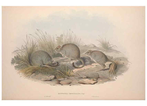 Reproducción/Reproduction 9398418767: [A monograph of the Macropodidæ, or family of kangaroos].. London :The Author,1841-1842