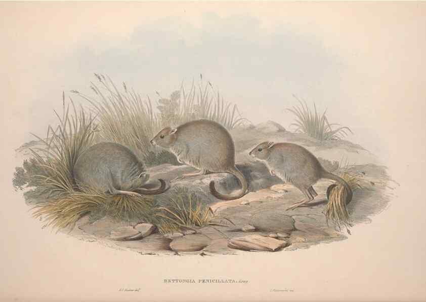 Reproducción/Reproduction 9398418767: [A monograph of the Macropodidæ, or family of kangaroos].. London :The Author,1841-1842