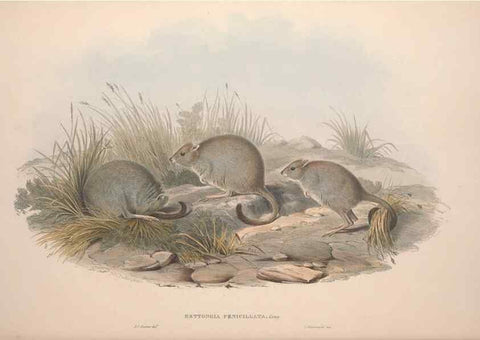 Reproducción/Reproduction 9398418767: [A monograph of the Macropodidæ, or family of kangaroos].. London :The Author,1841-1842