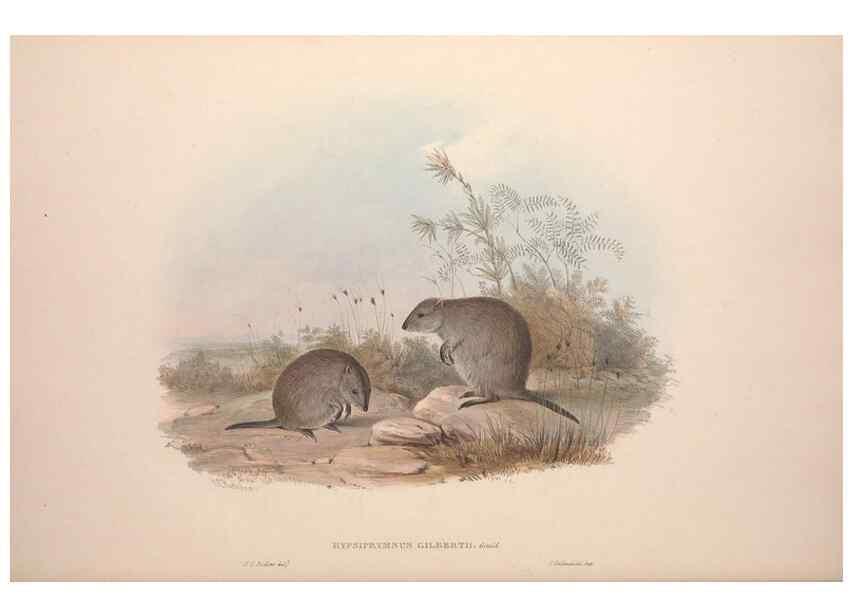 Reproducción/Reproduction 9398419791: [A monograph of the Macropodidæ, or family of kangaroos].. London :The Author,1841-1842