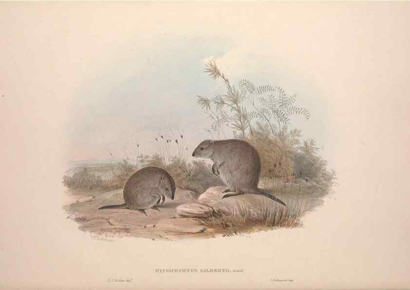 Reproducción/Reproduction 9398419791: [A monograph of the Macropodidæ, or family of kangaroos].. London :The Author,1841-1842