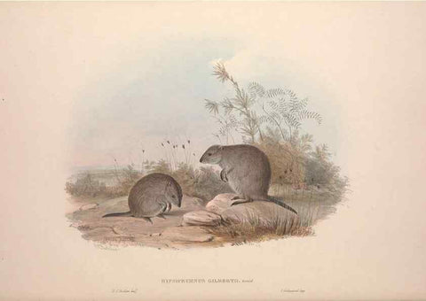 Reproducción/Reproduction 9398419791: [A monograph of the Macropodidæ, or family of kangaroos].. London :The Author,1841-1842
