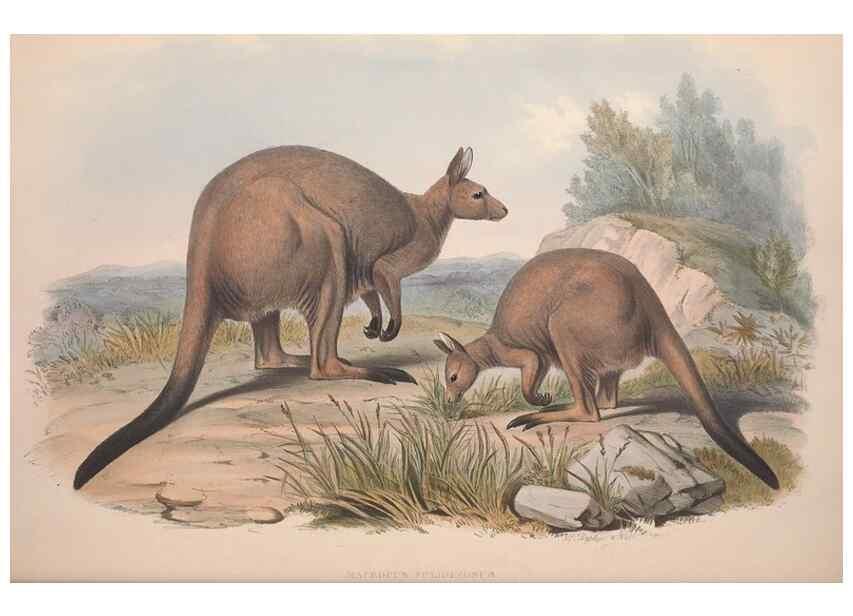 Reproducción/Reproduction 9401186464: [A monograph of the Macropodidæ, or family of kangaroos].. London :The Author,1841-1842