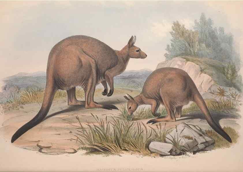 Reproducción/Reproduction 9401186464: [A monograph of the Macropodidæ, or family of kangaroos].. London :The Author,1841-1842