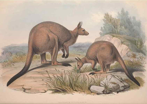 Reproducción/Reproduction 9401186464: [A monograph of the Macropodidæ, or family of kangaroos].. London :The Author,1841-1842