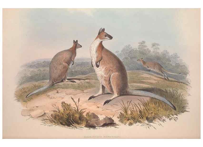 Reproducción/Reproduction 9401187824: [A monograph of the Macropodidæ, or family of kangaroos].. London :The Author,1841-1842