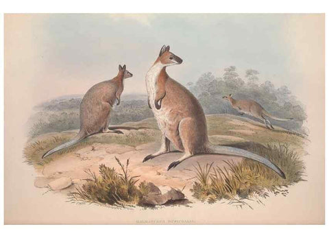 Reproducción/Reproduction 9401187824: [A monograph of the Macropodidæ, or family of kangaroos].. London :The Author,1841-1842