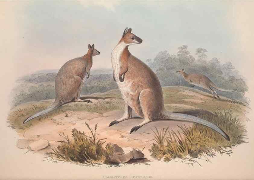 Reproducción/Reproduction 9401187824: [A monograph of the Macropodidæ, or family of kangaroos].. London :The Author,1841-1842