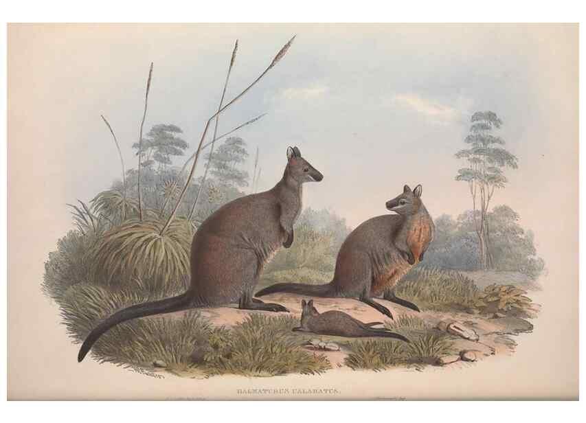 Reproducción/Reproduction 9401189240: [A monograph of the Macropodidæ, or family of kangaroos].. London :The Author,1841-1842