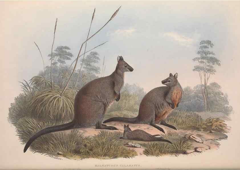 Reproducción/Reproduction 9401189240: [A monograph of the Macropodidæ, or family of kangaroos].. London :The Author,1841-1842