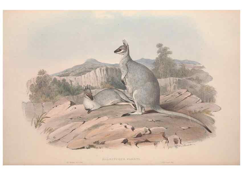 Reproducción/Reproduction 9401190434: [A monograph of the Macropodidæ, or family of kangaroos].. London :The Author,1841-1842