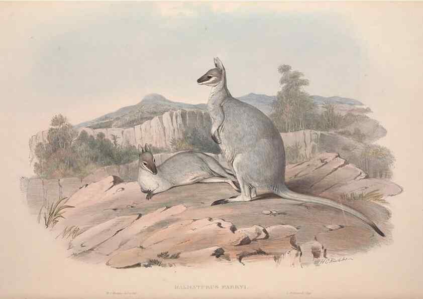 Reproducción/Reproduction 9401190434: [A monograph of the Macropodidæ, or family of kangaroos].. London :The Author,1841-1842