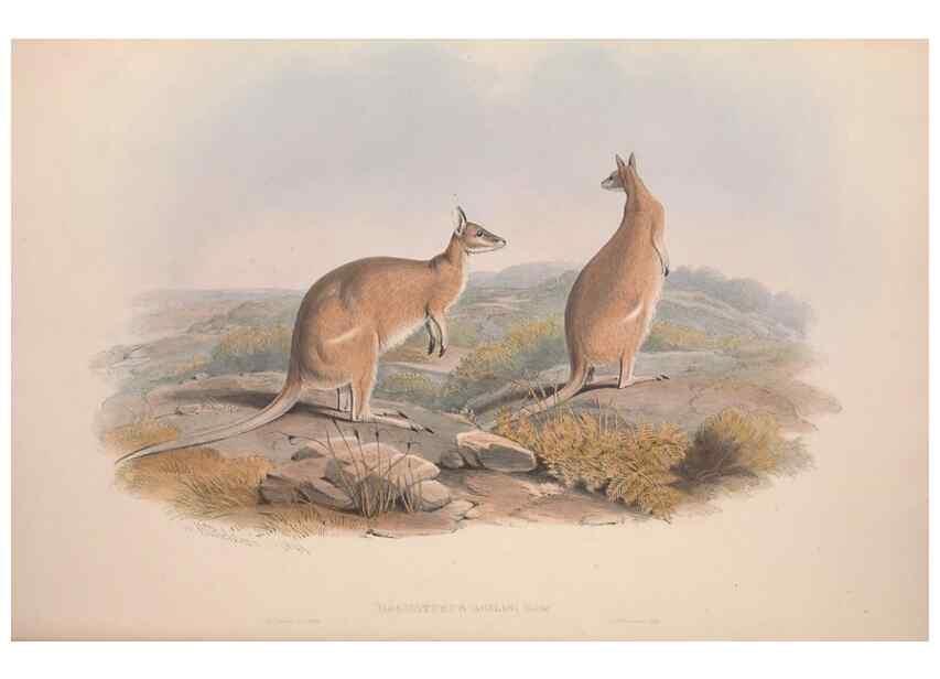 Reproducción/Reproduction 9398426227: [A monograph of the Macropodidæ, or family of kangaroos].. London :The Author,1841-1842