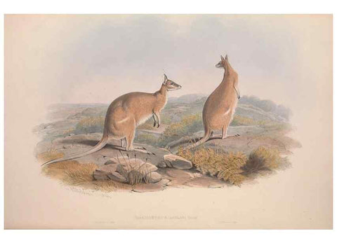 Reproducción/Reproduction 9398426227: [A monograph of the Macropodidæ, or family of kangaroos].. London :The Author,1841-1842