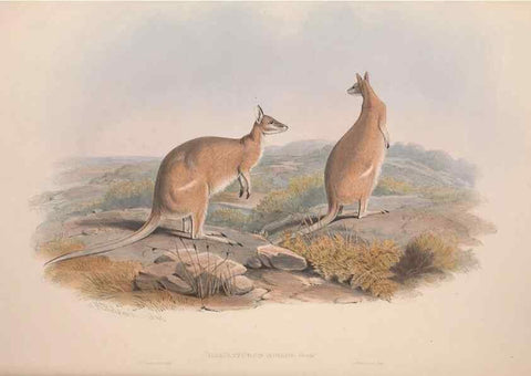 Reproducción/Reproduction 9398426227: [A monograph of the Macropodidæ, or family of kangaroos].. London :The Author,1841-1842