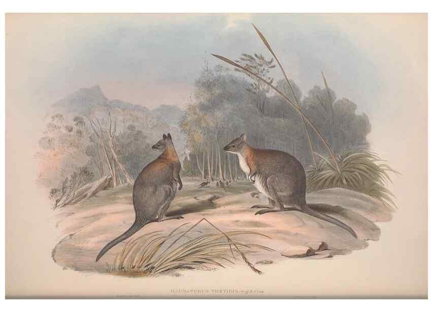 Reproducción/Reproduction 9398427615: [A monograph of the Macropodidæ, or family of kangaroos].. London :The Author,1841-1842