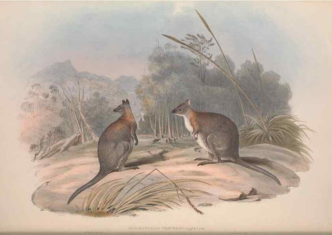 Reproducción/Reproduction 9398427615: [A monograph of the Macropodidæ, or family of kangaroos].. London :The Author,1841-1842