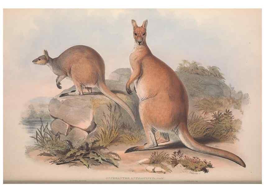 Reproducción/Reproduction 9398429125: [A monograph of the Macropodidæ, or family of kangaroos].. London :The Author,1841-1842