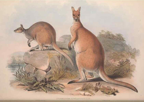 Reproducción/Reproduction 9398429125: [A monograph of the Macropodidæ, or family of kangaroos].. London :The Author,1841-1842