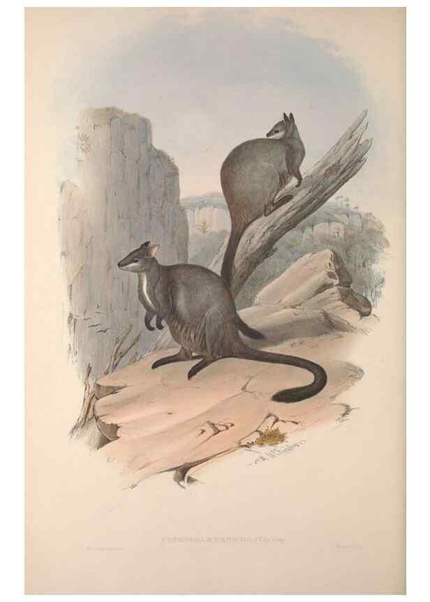 Reproducción/Reproduction 9398430381: [A monograph of the Macropodidæ, or family of kangaroos].. London :The Author,1841-1842