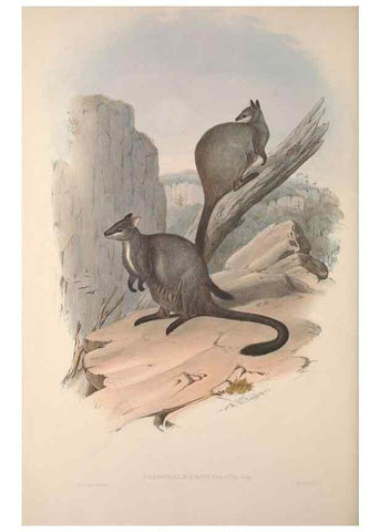 Reproducción/Reproduction 9398430381: [A monograph of the Macropodidæ, or family of kangaroos].. London :The Author,1841-1842