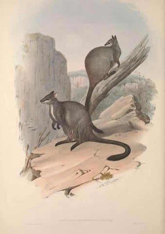 Reproducción/Reproduction 9398430381: [A monograph of the Macropodidæ, or family of kangaroos].. London :The Author,1841-1842