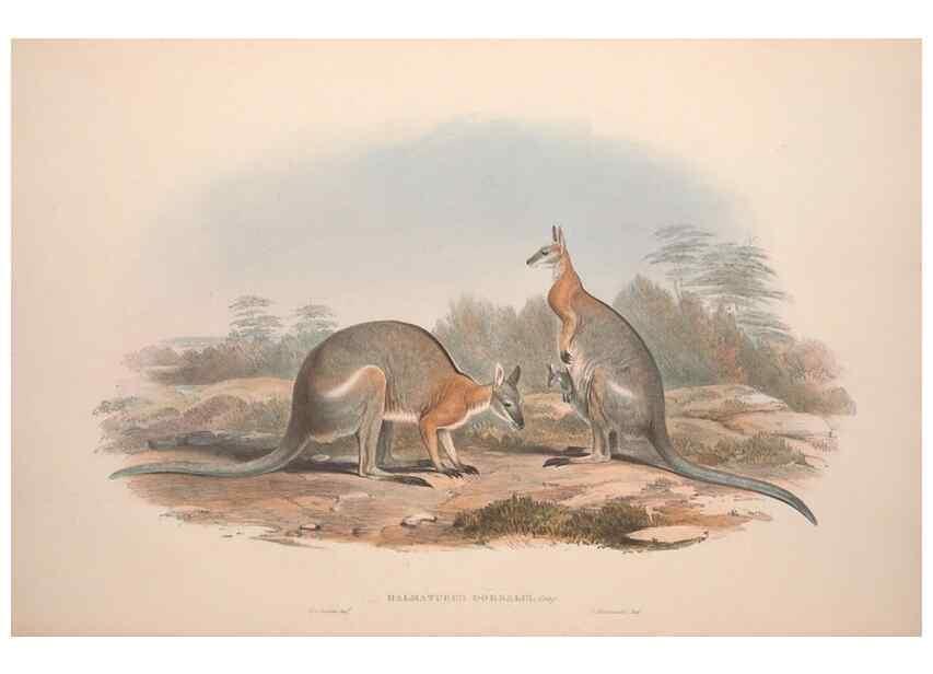 Reproducción/Reproduction 9398411861: [A monograph of the Macropodidæ, or family of kangaroos].. London :The Author,1841-1842