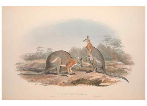Reproducción/Reproduction 9398411861: [A monograph of the Macropodidæ, or family of kangaroos].. London :The Author,1841-1842