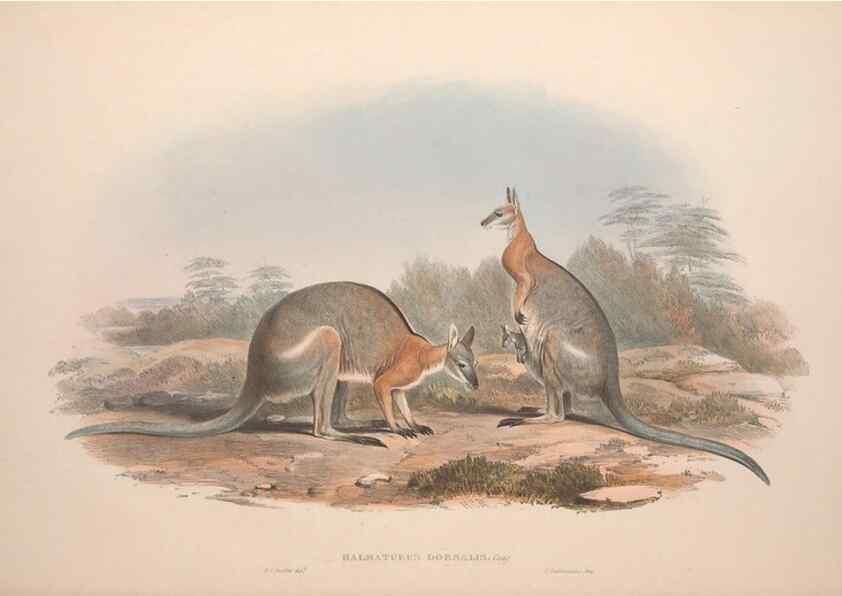 Reproducción/Reproduction 9398411861: [A monograph of the Macropodidæ, or family of kangaroos].. London :The Author,1841-1842