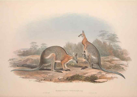 Reproducción/Reproduction 9398411861: [A monograph of the Macropodidæ, or family of kangaroos].. London :The Author,1841-1842
