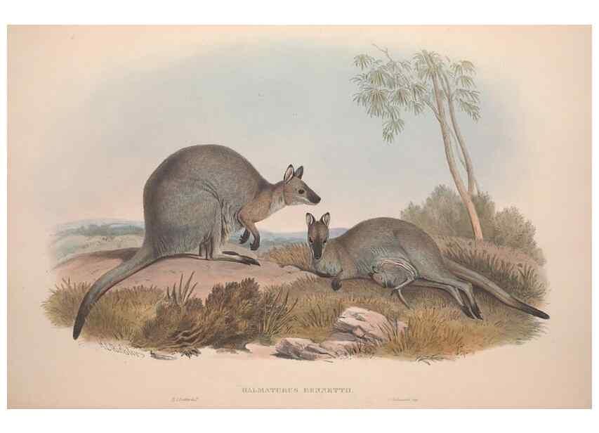 Reproducción/Reproduction 9398410637: [A monograph of the Macropodidæ, or family of kangaroos].. London :The Author,1841-1842