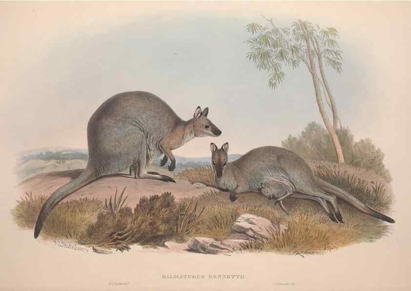 Reproducción/Reproduction 9398410637: [A monograph of the Macropodidæ, or family of kangaroos].. London :The Author,1841-1842