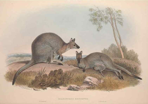Reproducción/Reproduction 9398410637: [A monograph of the Macropodidæ, or family of kangaroos].. London :The Author,1841-1842