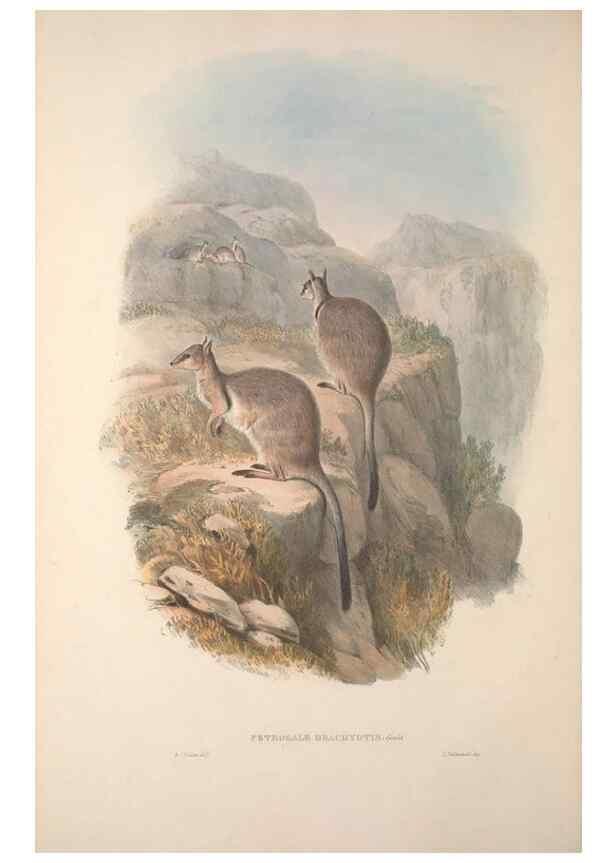 Reproducción/Reproduction 9401174464: [A monograph of the Macropodidæ, or family of kangaroos].. London :The Author,1841-1842