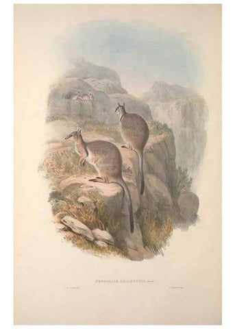 Reproducción/Reproduction 9401174464: [A monograph of the Macropodidæ, or family of kangaroos].. London :The Author,1841-1842
