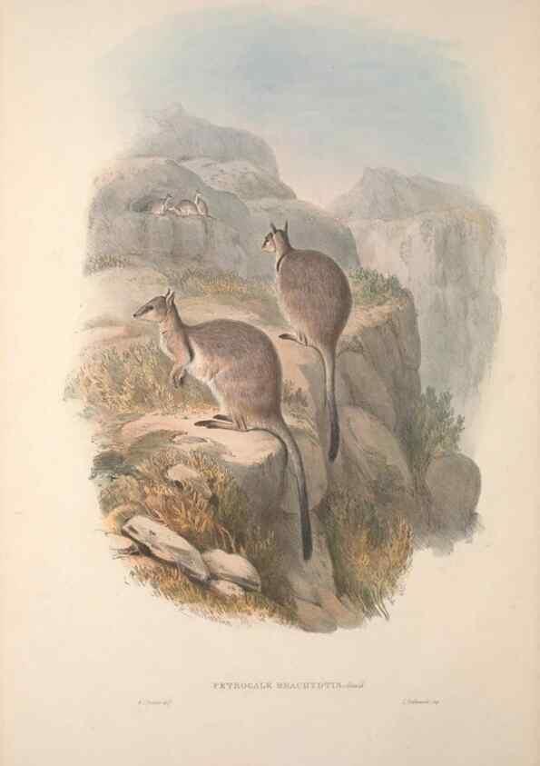 Reproducción/Reproduction 9401174464: [A monograph of the Macropodidæ, or family of kangaroos].. London :The Author,1841-1842
